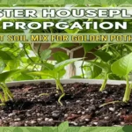Best Soil Mix for Golden Pothos