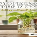 How to Propagate Pothos Plant in Water