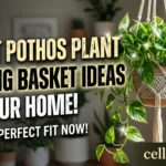 10 Best Pothos Plant Hanging Basket Ideas for Your Home