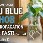 How to Propagate Cebu Blue Pothos in Water