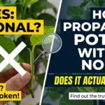 How to Propagate Pothos Without Nodes Does It Actually Work