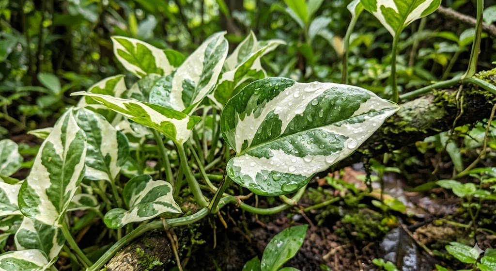 Close-up of N'Joy Pothos leaves showing sharp white and green variegation, raindrops on leaves, macro photography, soft studio lighting.