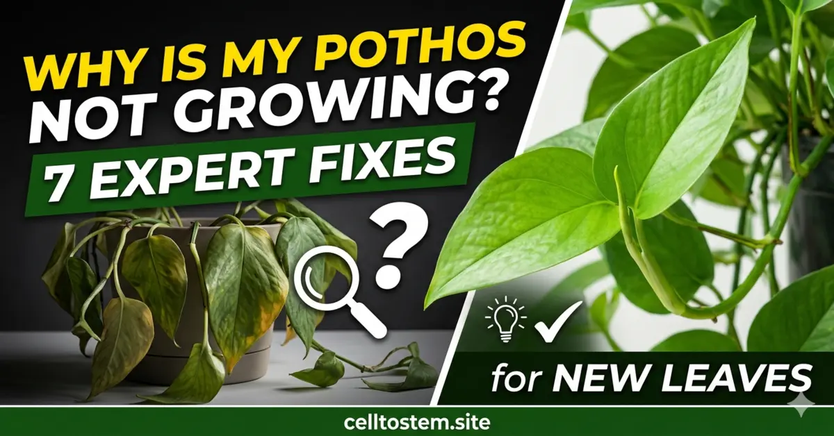 Why Is My Pothos Not Growing 7 Expert Fixes for New Leaves