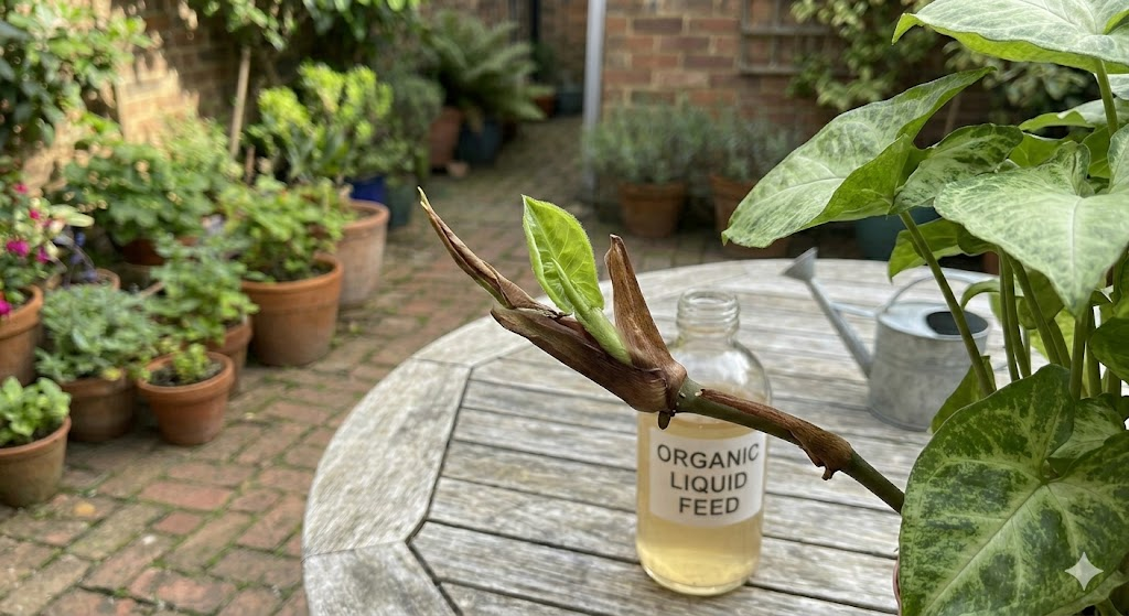 A close-up, high-resolution photo of a Pothos vine node where a tiny, new green leaf bud is just starting to emerge from the brown sheath, showing healthy growth progress against a soft-focus indoor background.