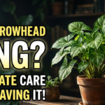 Arrowhead Plant Care Indoors