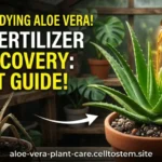 Best Aloe Plant Fertilizer for Recovery Expert Guide