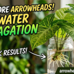 Propagate an Arrowhead Plant in Water